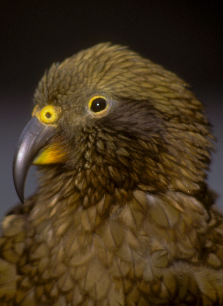 Kea