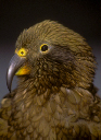 Kea